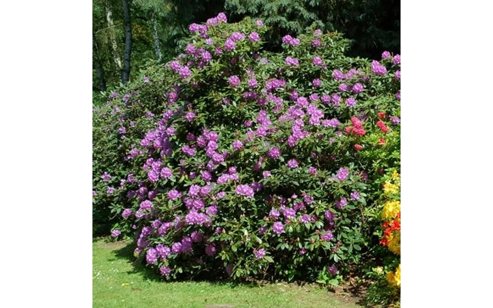 Brighter Blooms - Lavender Rhododendron Shrub 1 Gal