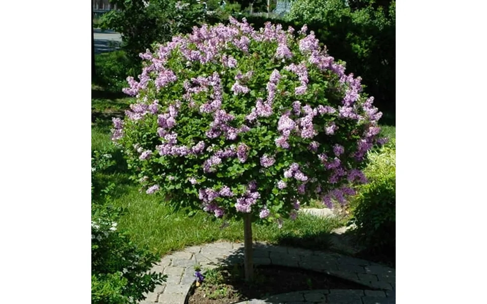 Brighter Blooms - Miss Kim Lilac Tree 4-5 Ft.