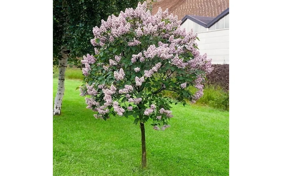 Brighter Blooms - Miss Kim Lilac Tree 4-5 Ft.