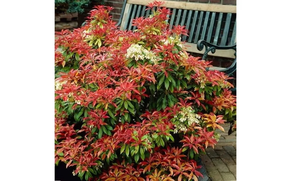 Brighter Blooms - Pieris Mountain Fire Plant 3 Gal.
