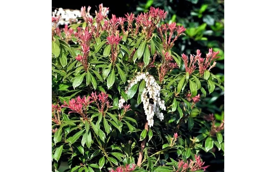 Brighter Blooms - Pieris Mountain Fire Plant 3 Gal.