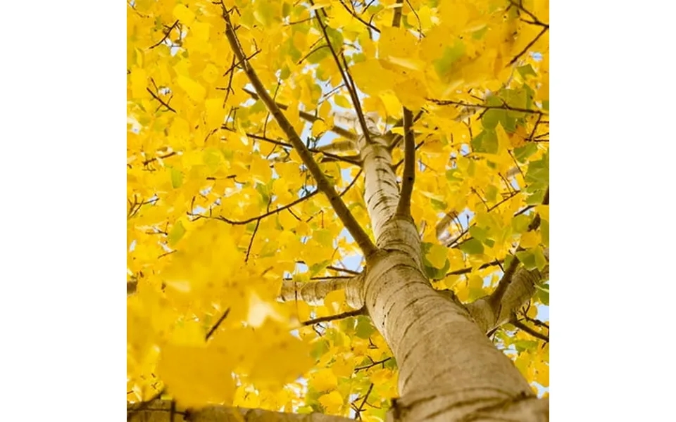 Brighter Blooms - Quaking Aspen Tree 4-5 Ft.