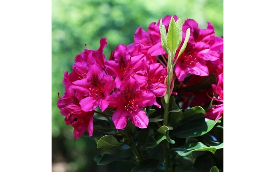 Brighter Blooms - Red Rhododendron Shrub 1 Gal.
