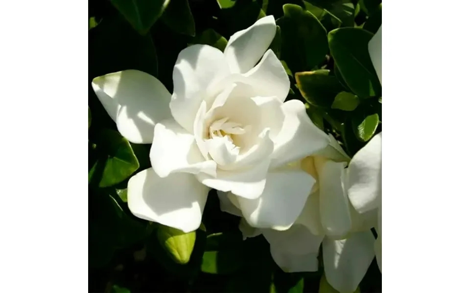 Brighter Blooms - Southern Living Jubilation Gardenia Shrub 3 Gal