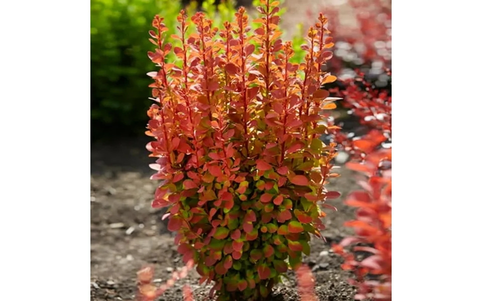 Brighter Blooms - Southern Living Orange Rocket Barberry Shrub 1 Gal
