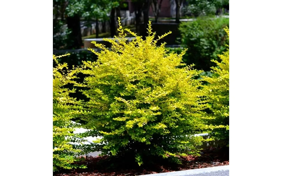 Brighter Blooms - Southern Living Sunshine Ligustrum Shrub 3 Gal