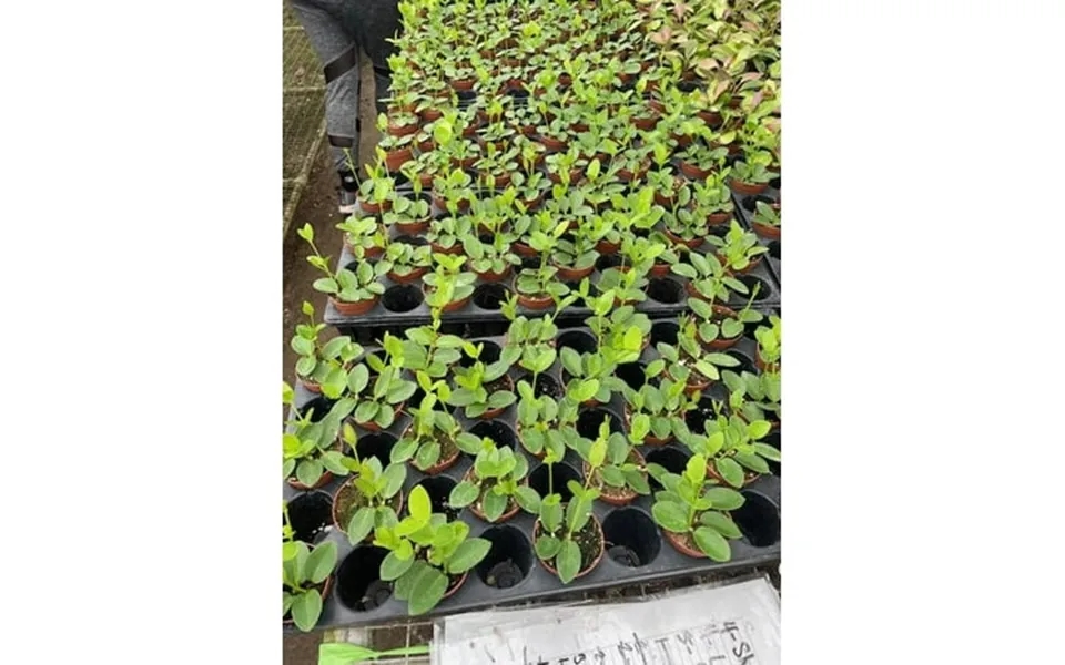 Bubbleblooms Hoya Cumingiana Wholesale Bulk 2 Inch 45-pack Small Leaf Variety