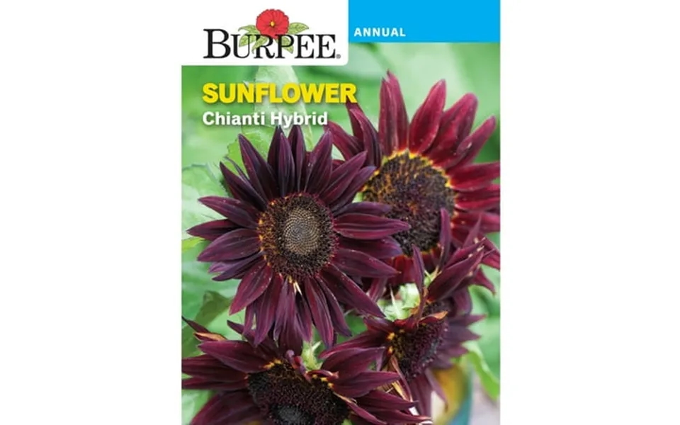 Burpee Chianti Hybrid Sunflower Flower Seeds Stunning Wine-red Velvet Petals Flecked With Gold