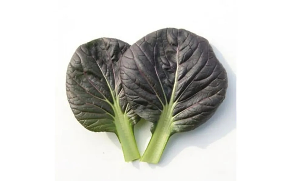 Cabbage Seeds - Pak Choi