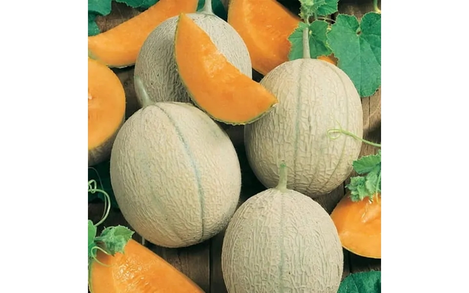 Cantaloupe Melon Garden Seeds - Hearts Of Gold