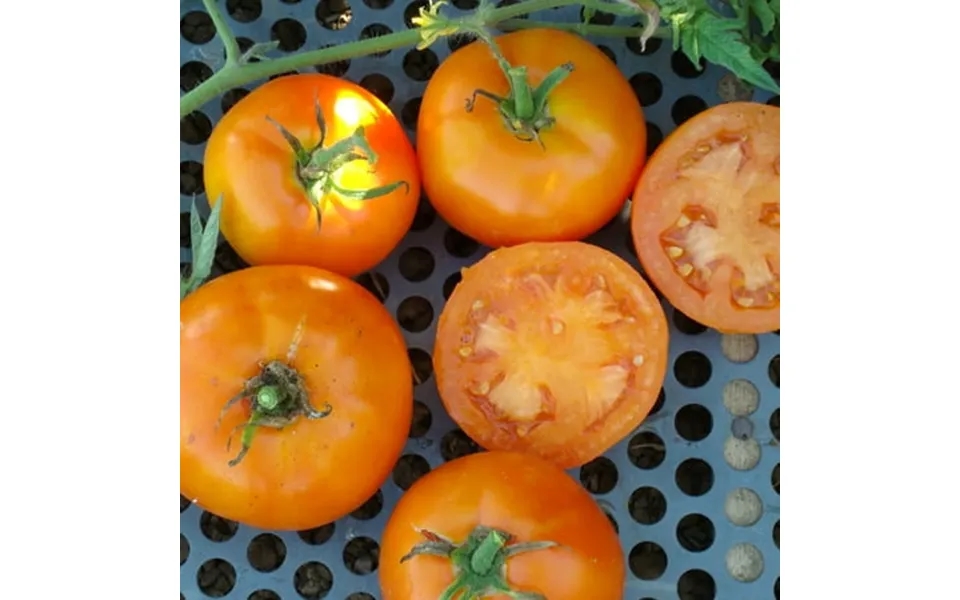 Caro Rich Tomato Seeds - 4 Oz 27200 Seeds
