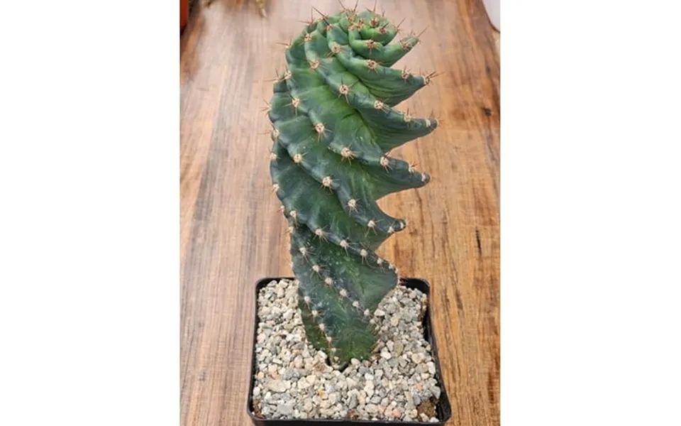 Cereus Forbesii Spiralis Tornado Cactus Spiral Cactus