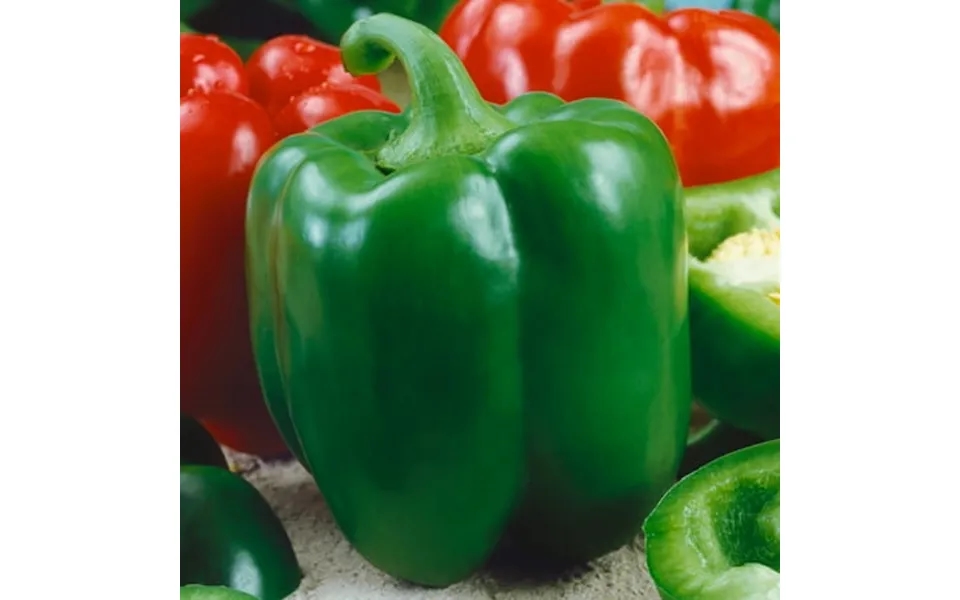 Chinese Giant Sweet Pepper Seeds - 1 Lb 80000 Seeds