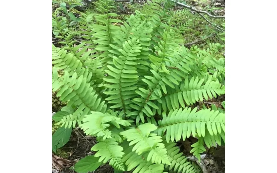 Christmas Fern Roots - Perennials Hardy Ferns Year Round Beauty Fern Roots Ready To Plant Easy To Grow And Low Maintenan