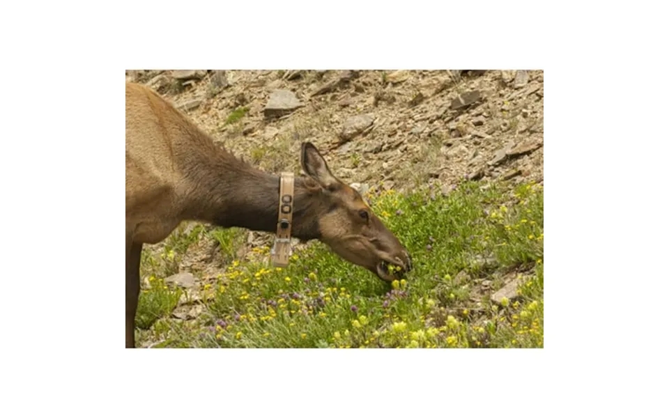 Co Rocky Mts Elk Cow With Collar Eating Flowers By Cathy - Gordon Illg 24 X 18
