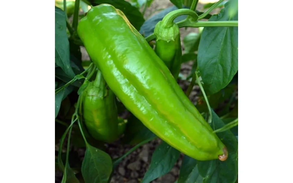 Corno Di Toro - Rosso Sweet Pepper Seeds