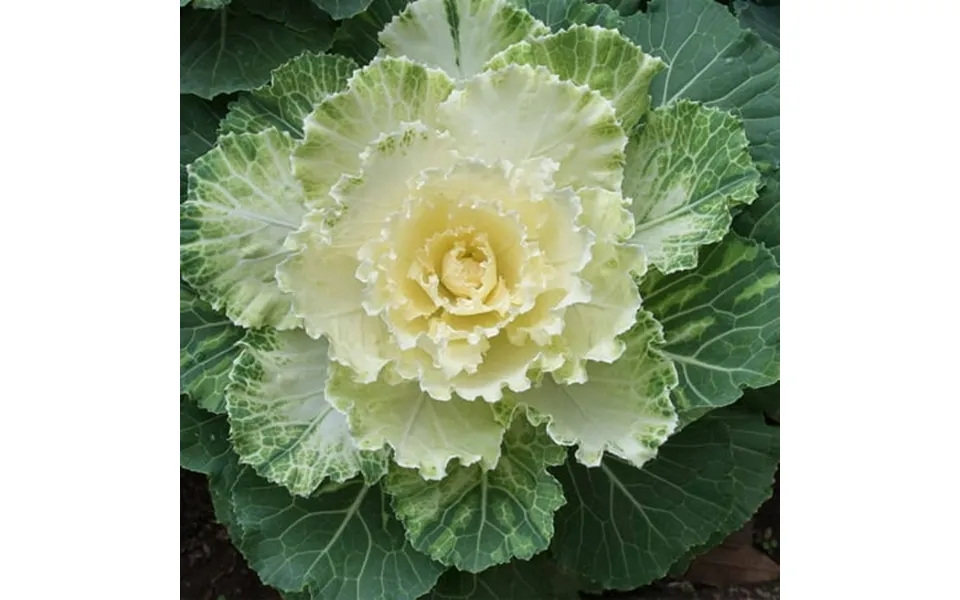 Dynasty Series Osaka Flowering Cabbage Garden Seed - White