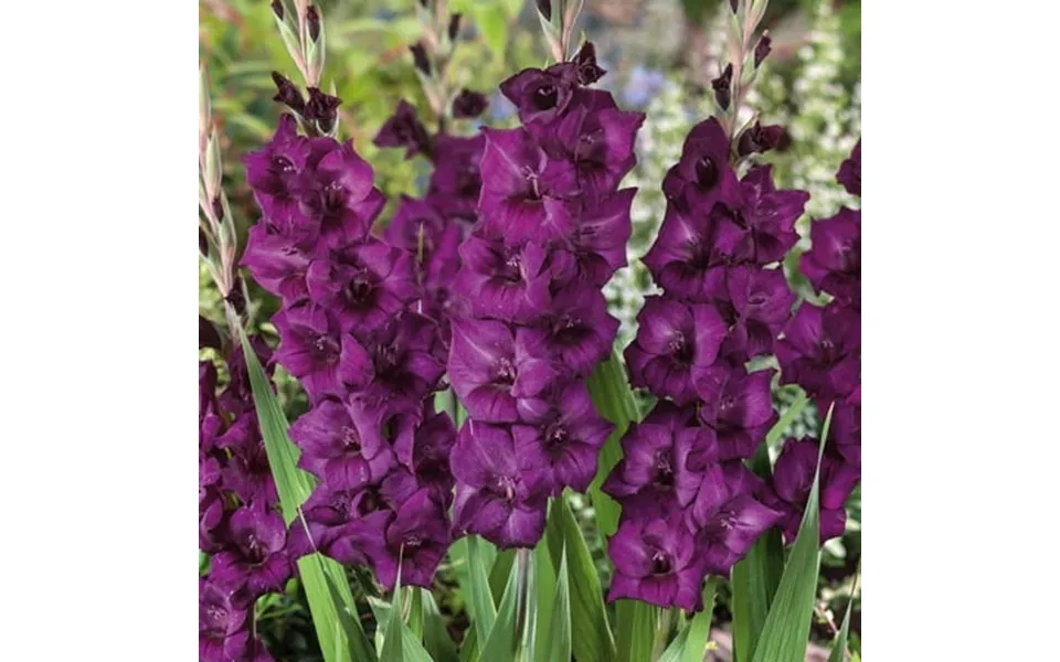 Eden Brothers Gladiolus Flower Bulbs - Purple Flora Non-gmo Bulbs For Planting 10 Bulbs Low-maintenance Flower Bulbs Pla