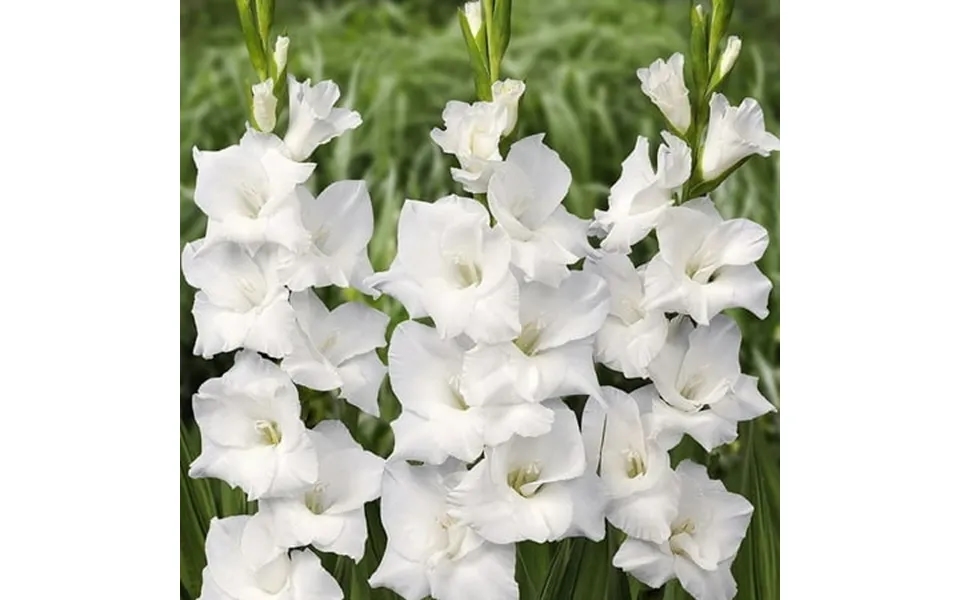 Eden Brothers Gladiolus Flower Bulbs - White Prosperity Non-gmo Bulbs For Planting 20 Bulbs Low-maintenance Flower Bulbs