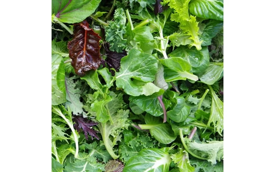 Eden Brothers Lettuce Seeds Organic - Mesclun Mix Non-gmo Seeds For Planting 1 4 Pound Low-maintenance Vegetable Seeds P