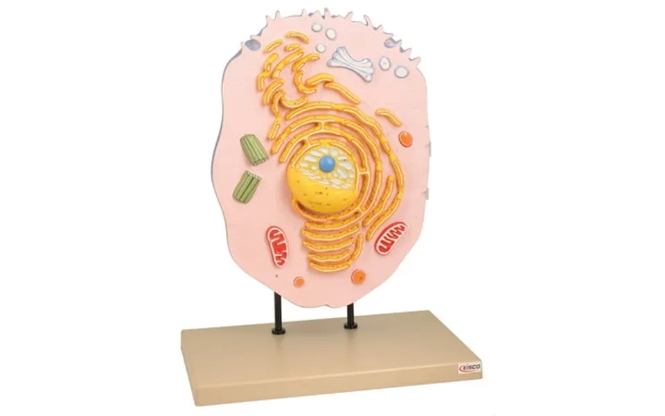Eisco Labs Animal Cell Model Hand Painted