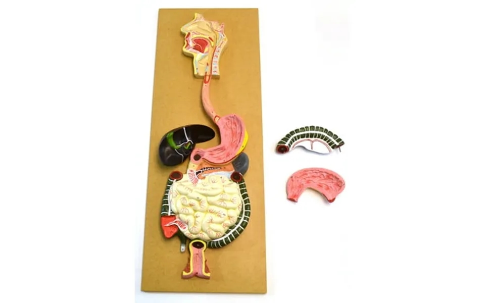 Eisco Labs Human Digestive System Model Life Size 32 Tall 3 Parts