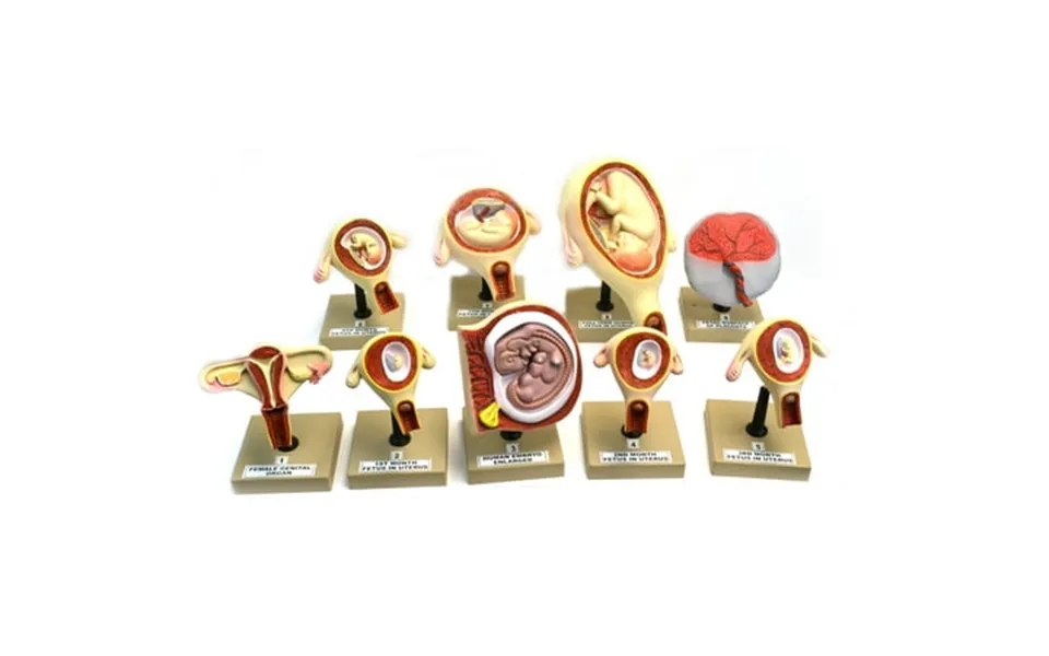 Eisco Labs Pregnancy Series - Embryonic Fetal Development Set Of 9 Anatomical Models