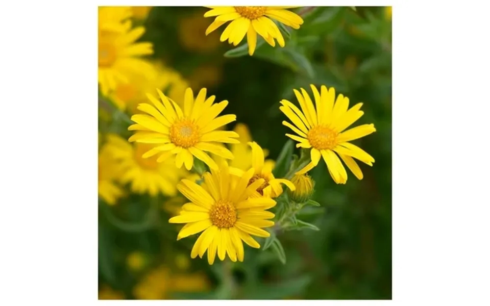 Everwilde Farms - 1 4 Lb Golden Aster Native Wildflower Seeds