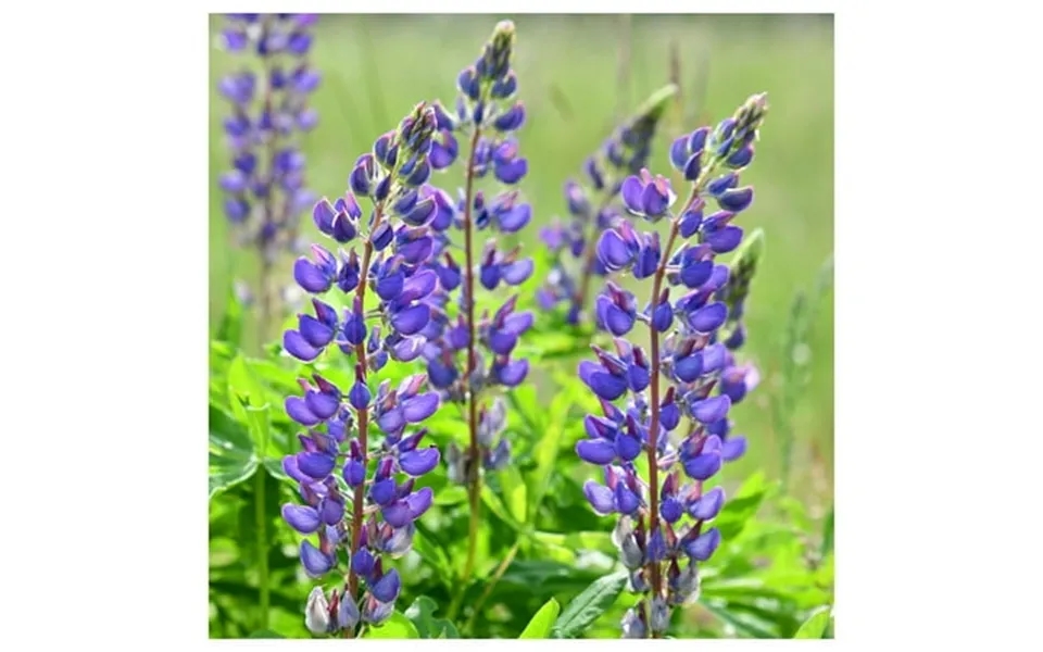 Everwilde Farms - 1 Lb Wild Lupine Native Wildflower Seeds