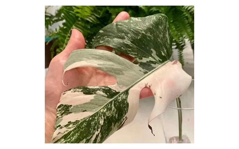 Extra High Variegated Monstera Albo Rooted Plants And Cuttings Discounted Mons