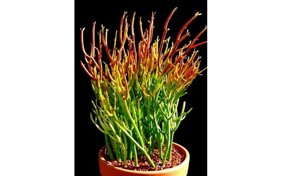 Fire Sticks Pencil Cactus - Euphorbia