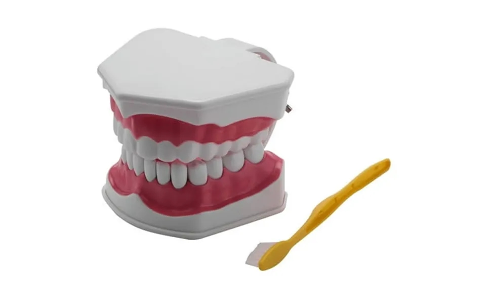 For Model Brushing Flossing Practice Teeth Typodonts Mode Gingiva Visible Anatomic Demonstration