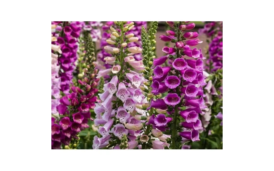 Foxglove Digitalis Giant Fev6 Mix Seeds Flowers Beautiful For Planting Non Gmo 600 Seeds