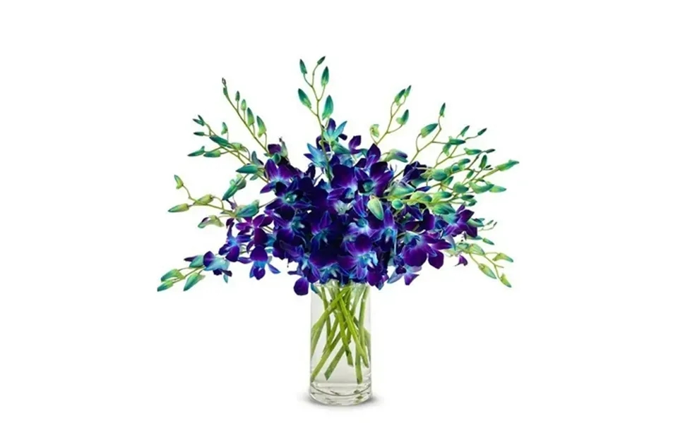 From You Flowers - Bright Blue Dendrobium Orchids