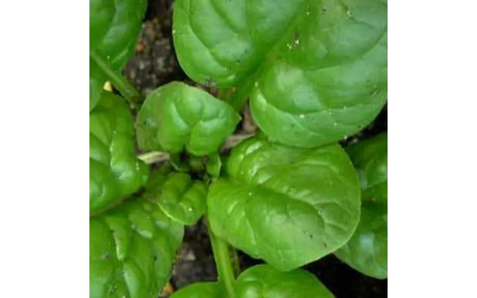 Giant Nobel Spinach - 25 Lb Bulk 840 000 Seeds