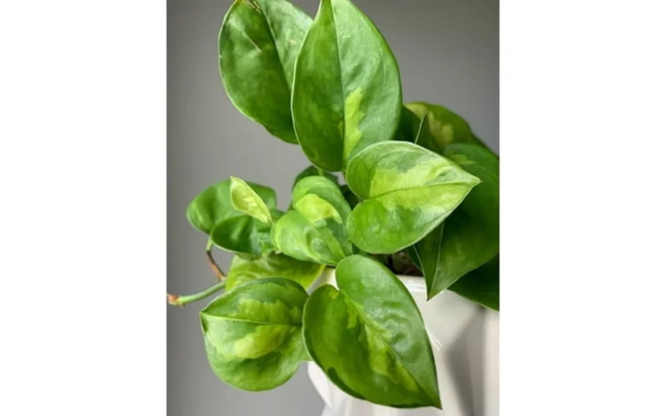 Global Green Pothos Live Plant In 2 Inch Pot - Air Purifier Plant To Make Your House Healthier
