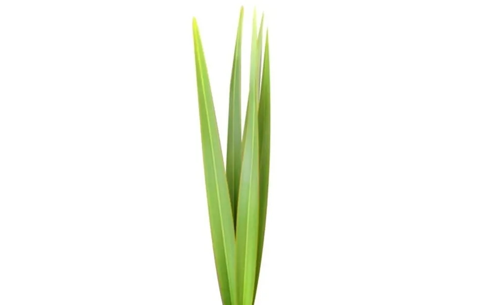 Green Flax Leaves - Farm Direct Fresh Cut Flowers