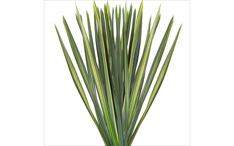 Green Variegated Flax Leaves - Farm Direct Fresh Cut Flowers