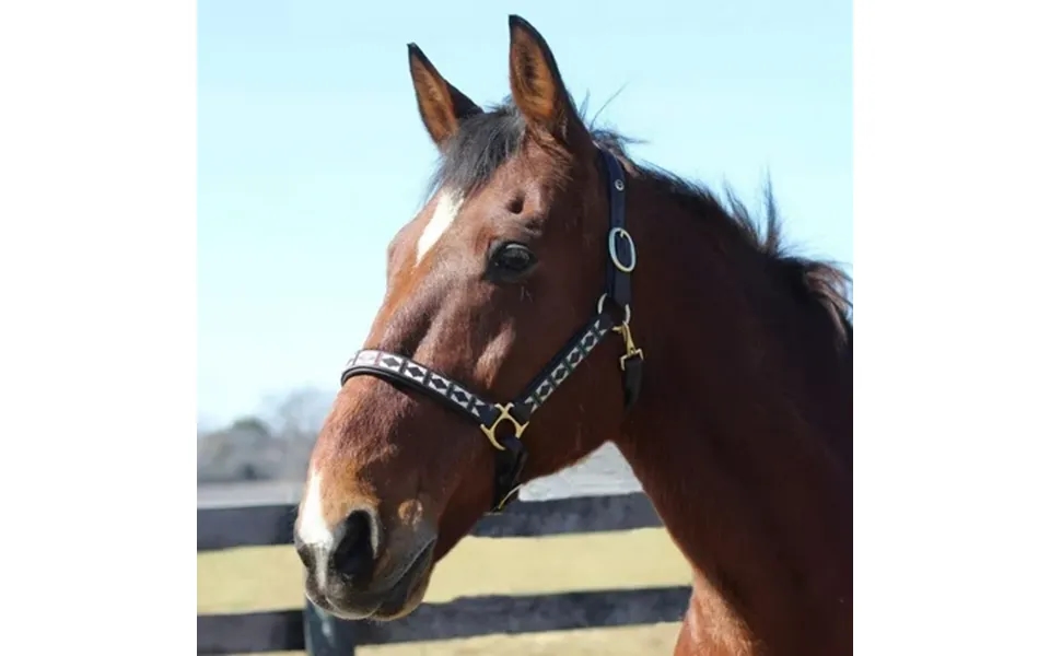 Henri De Rivel Embroidered Leather Halter