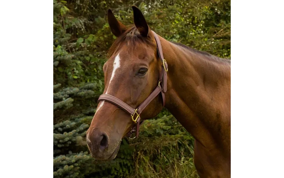 Henri De Rivel Vegan-x Leather Halter - Oakbark