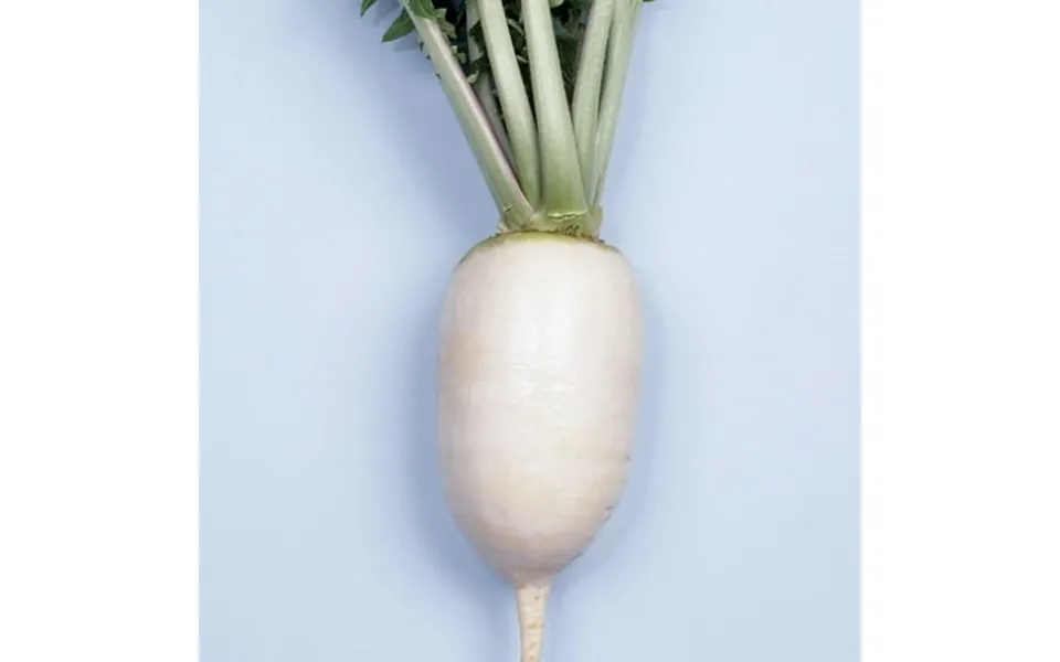 Hot Radish Seeds - Karaine