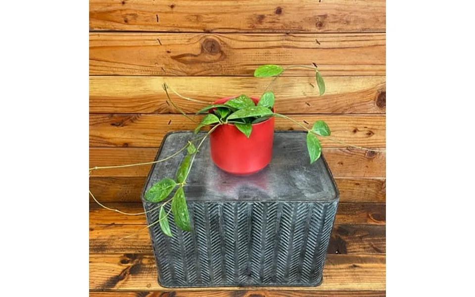 Hoya Erythrostemma Splash 4 Plant The Plant Farm