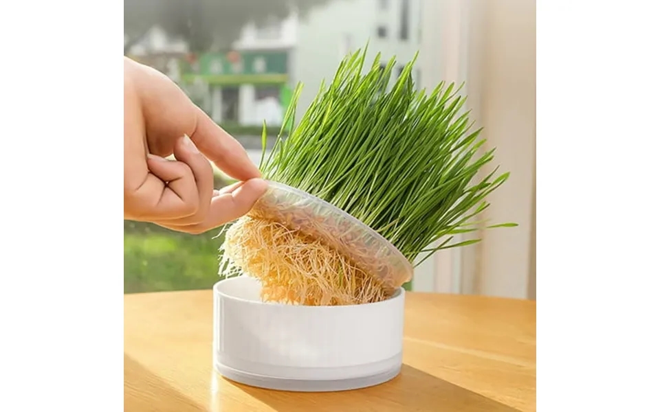 Hydroponic Cat Grass Planter At Grass Planter No Seeds Included Cat Grass Kit For Indoor Cats Easy To Grow Cat Grass Gro