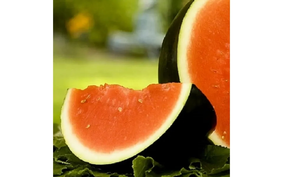 Instant Latch 25 Sugar Baby Watermelon Plant Seeds Non-gmo