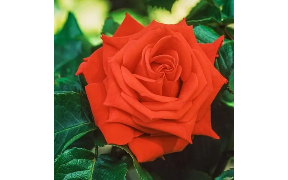 Jgsp - Tropicana Dormant Bare Root Hybrid Tea Rose Includes One Plant Per Order