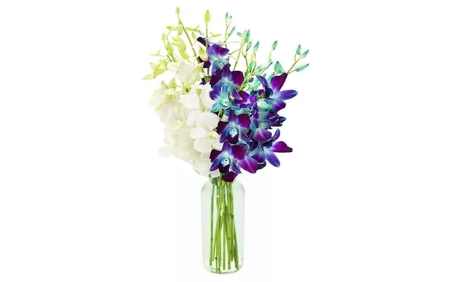 Kabloom 10 Blue And 10 White Orchid With Vase Flowers. product image
