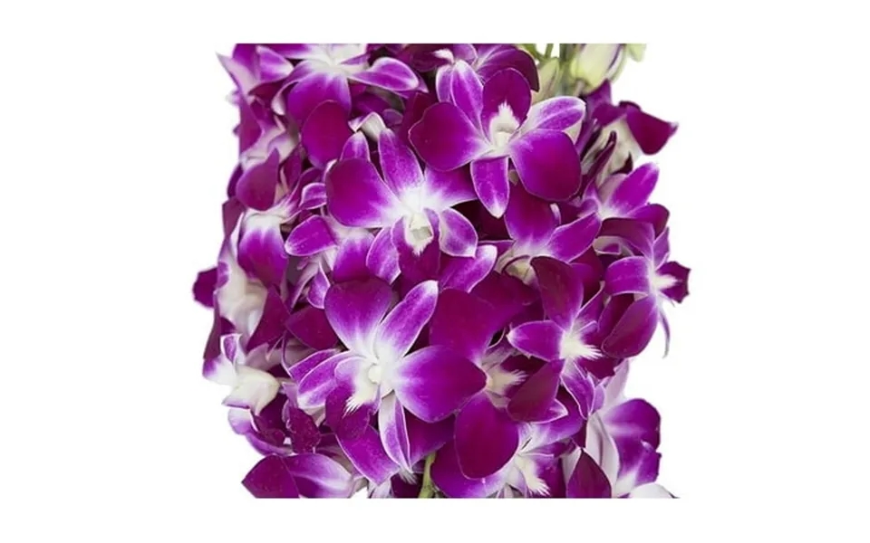 Kabloom 40 Purple Dendrobium Orchid Next-day Delivery Gift For Every Occasion