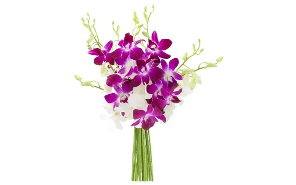 Kabloom Exotic Orchid Collection Bouquet Of 10 Purple And 10 White Orchid Gift For Birthday Sympathy Anniversary Get Wel