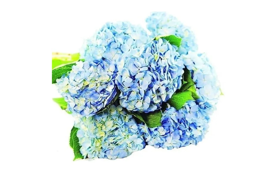 Kabloom Fall Collection - Bulk 15 Blue Hydrangeas Next-day Delivery Gift Of Fresh Flowers For Every Occasion