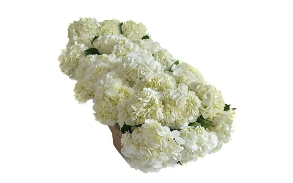 Kabloom Fall Collection - Bulk 30 White Hydrangeas Next-day Delivery Gift Of Fresh Flowers For Every Occasion